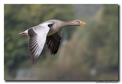 Grauwe Gans - Greylag Goose