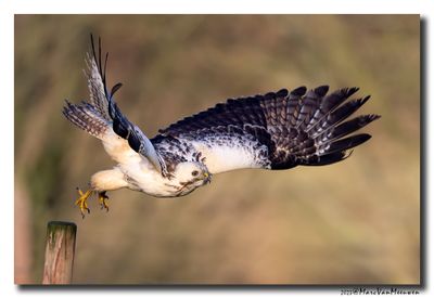 Buizerd - Buzzard