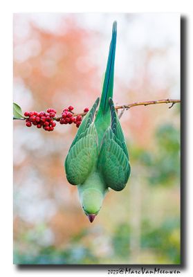 Halsbandparkiet - Rose-ringed Parakeet