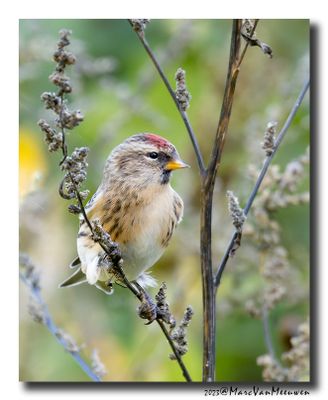 Barmsijs - Redpoll spec