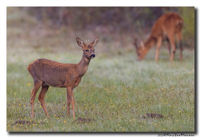 Ree - Roe deer