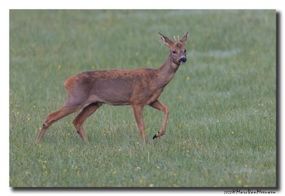 Ree - Roe deer