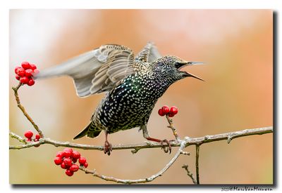 Spreeuw - Starling