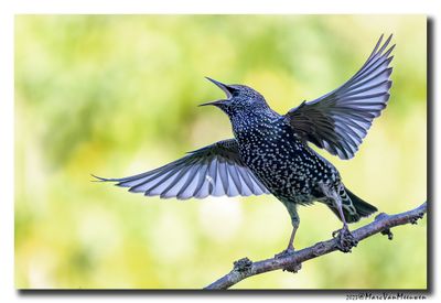 Spreeuw - Starling