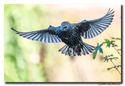 Spreeuw - Starling