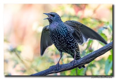 Spreeuw - Starling