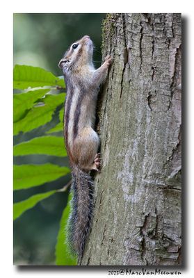 Siberische grondeekhoorn - Siberian Chipmunk