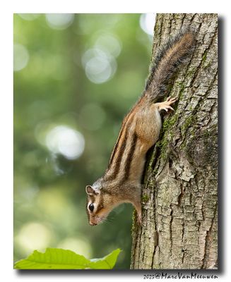 Siberische grondeekhoorn - Siberian Chipmunk