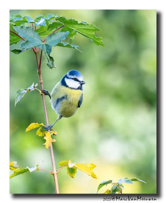 Pimpelmees - Blue Tit