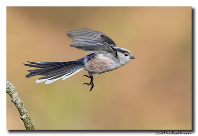 Staartmees - Long-tailed Tit