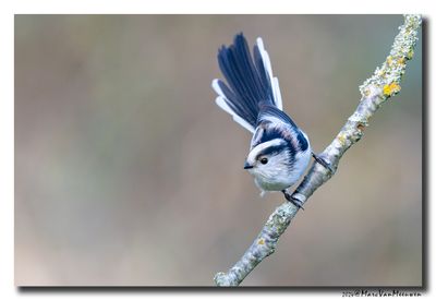 Staartmees - Long-tailed Tit
