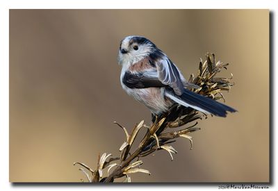 Staartmees - Long-tailed Tit