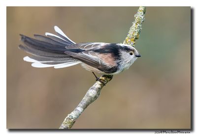 Staartmees - Long-tailed Tit