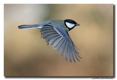 Koolmees - Great Tit