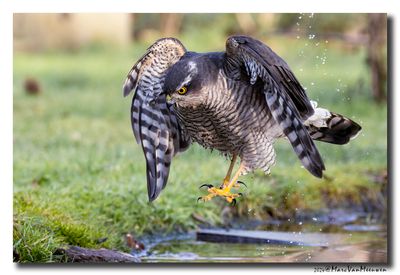 Sperwer_29012024_Kortenberg__65A5167-CR3.jpg