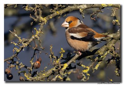 Appelvink - Hawfinch