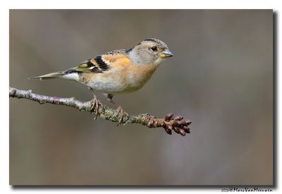 Keep - Brambling
