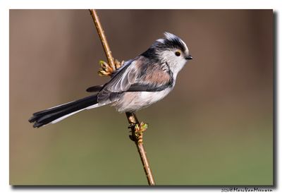 Staartmees - Long-tailed Tit 
