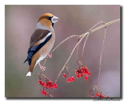 Appelvink - Hawfinch