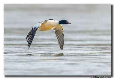 Grote Zaagbek - Goosander