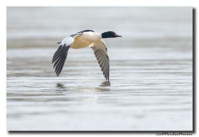 Grote Zaagbek - Goosander