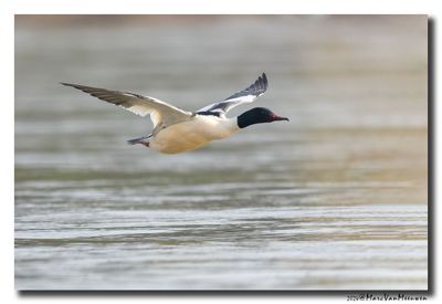 Grote Zaagbek - Goosander