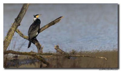 Aalscholver - Great Cormorant 
