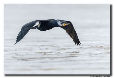 Aalscholver - Great Cormorant