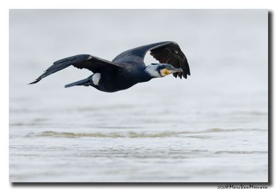 Aalscholver - Great Cormorant