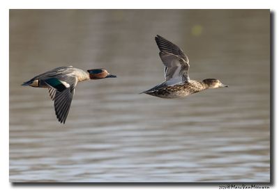 Wintertaling - Eurasian Teal