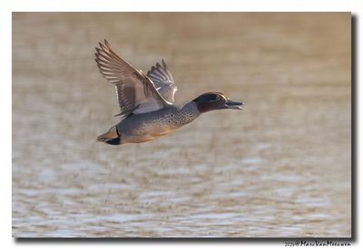 Wintertaling - Eurasian Teal