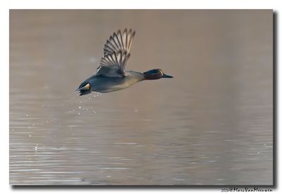 Wintertaling - Eurasian Teal