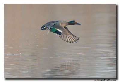 Wintertaling - Eurasian Teal