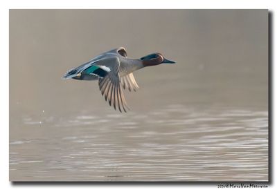Wintertaling - Eurasian Teal