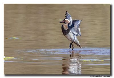 Zomertaling - Garganey