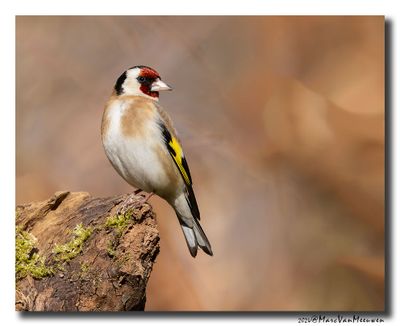 Putter - Goldfinch 