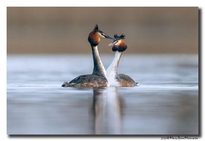 Fuut - Great Crested Grebe