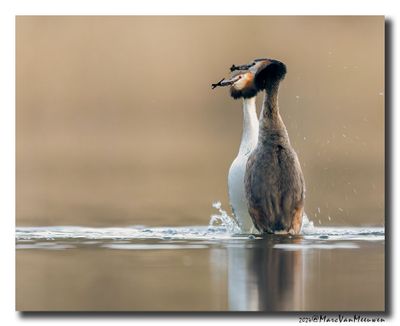 Fuut - Great Crested Grebe