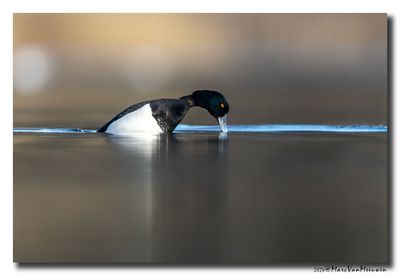 Kuifeend - Tufted Duck