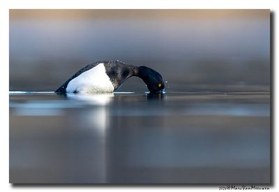 Kuifeend - Tufted Duck