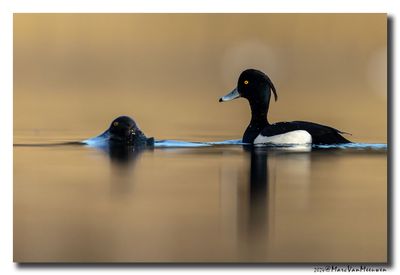 Kuifeend - Tufted Duck