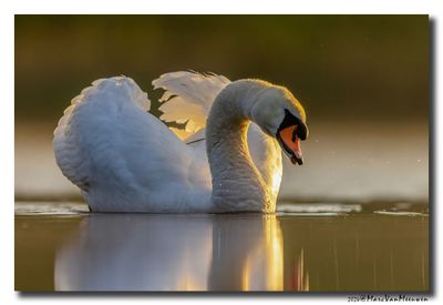 Knobbelzwaan - Mute Swan