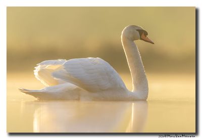 Knobbelzwaan - Mute Swan