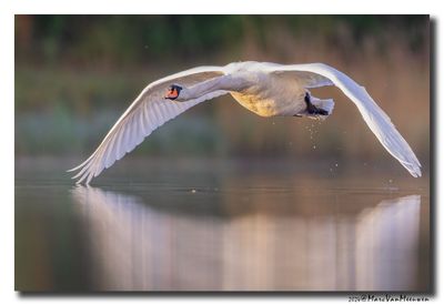 Knobbelzwaan - Mute Swan