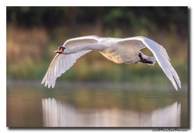 Knobbelzwaan - Mute Swan