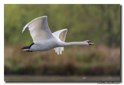 Knobbelzwaan - Mute Swan
