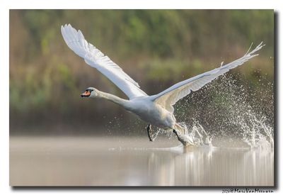 Knobbelzwaan - Mute Swan