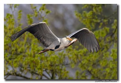 Blauwe Reiger - Grey Heron