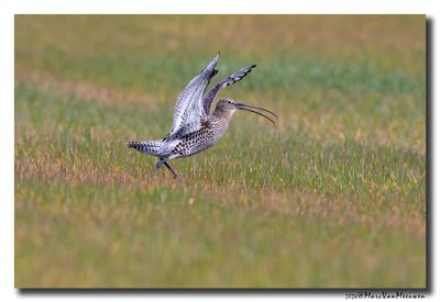 Wulp - Curlew