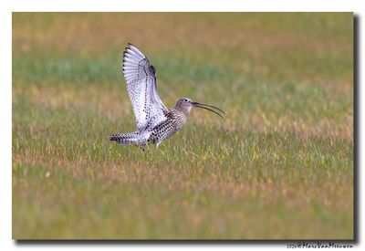 Wulp - Curlew